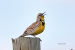 Meadowlark;One;Sturnella-neglecta;Western-Meadowlark;avifauna;bird;birds;color-i